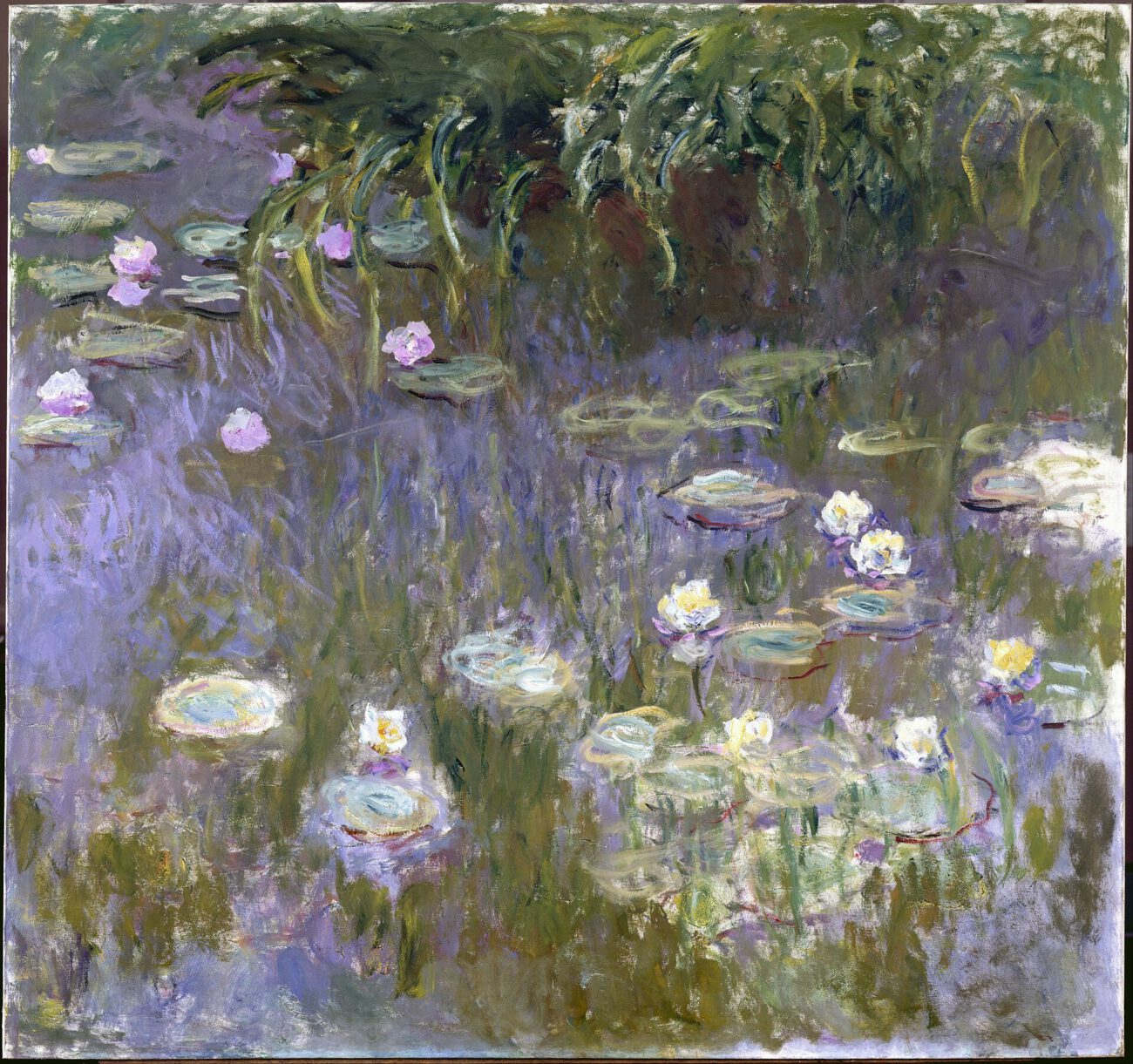 Pale water-lily flowers and rounded leaves rest on a richly coloured surface of green and violet reflections.